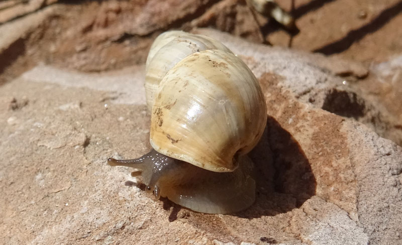 Zebrina detrita (Enidae)........con accoppiamento